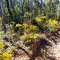 bickley-guided-bush-walk